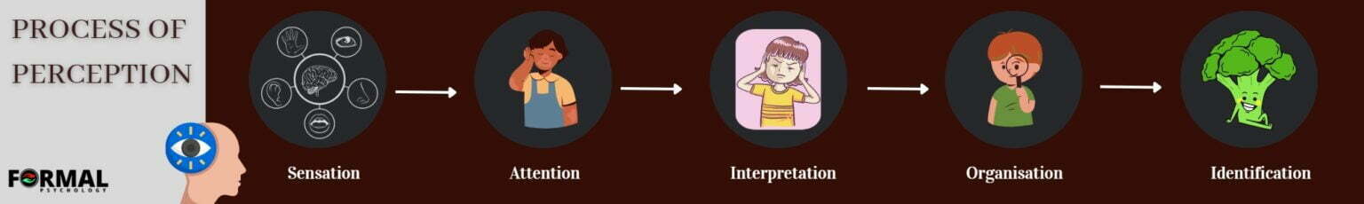 Perception In Psychology (2024) - Formal Psychology