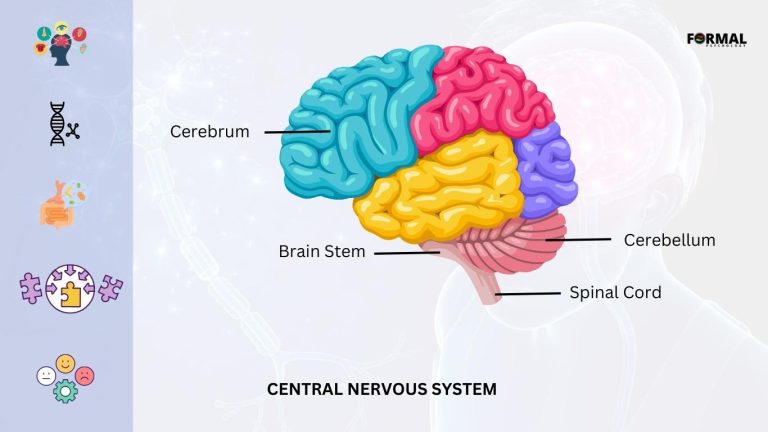 Structure of Central Nervous System