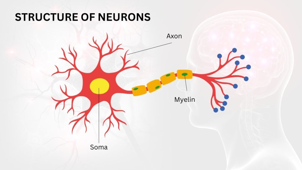 Structure of Neurons