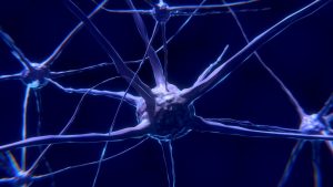 The Functioning Brain