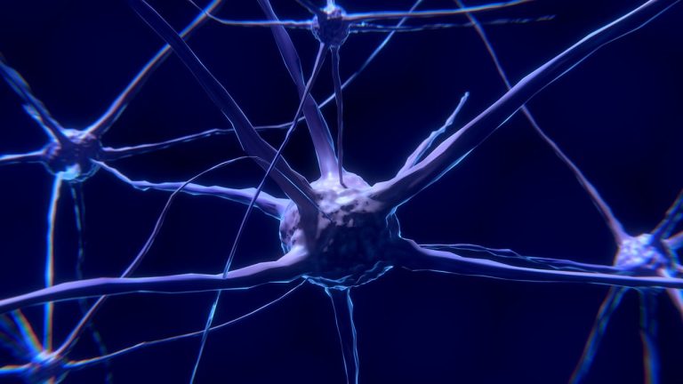The Functioning Brain