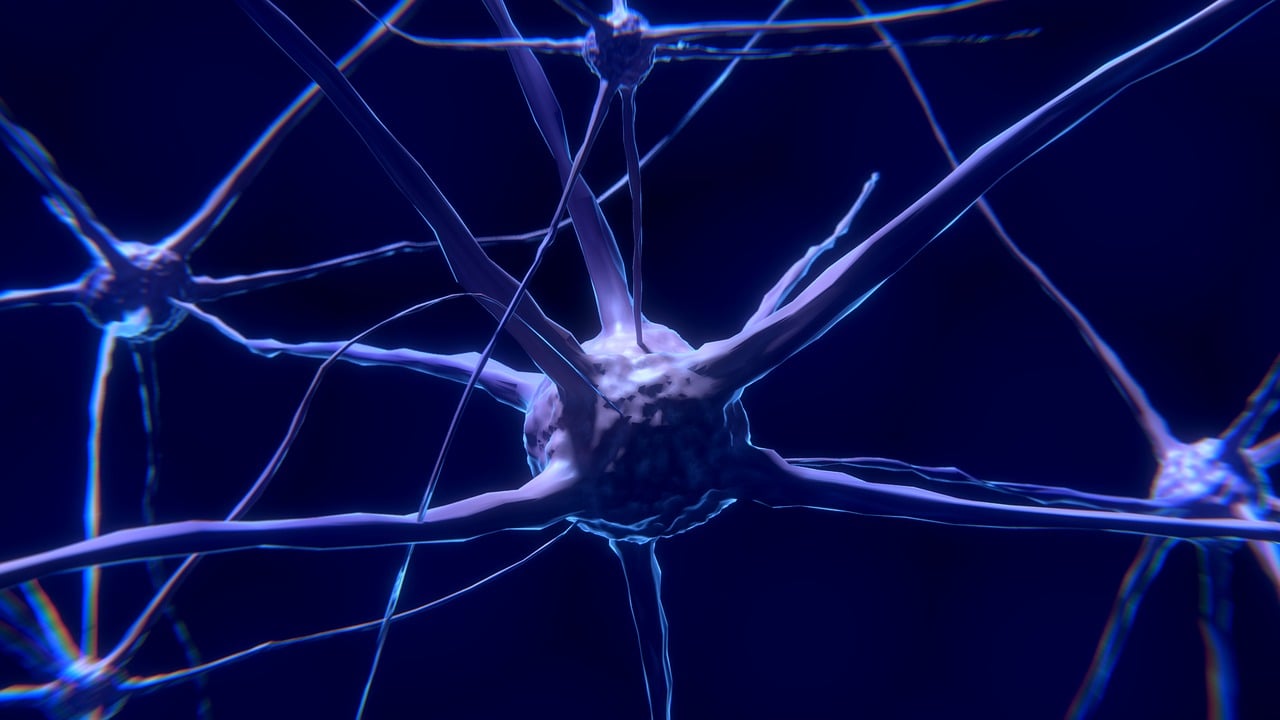 The Functioning Brain