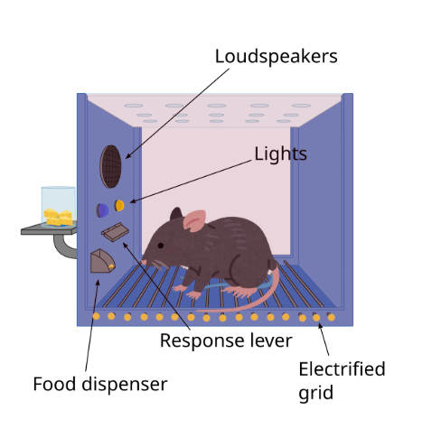 Learning through consequences - Operant Conditioning