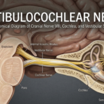 Detailed anatomical diagram of the vestibulocochlear nerve showing its pathway from the inner ear, including the cochlea and semicircular canals, to the brainstem.
