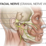 Medical illustration showing the anatomy of the facial nerve, also known as Cranial Nerve VII, including its origin in the brainstem and its major branches across the human face.