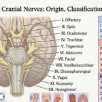 Anatomical diagram of the human brain showing the 12 pairs of cranial nerves, including their origins in the brainstem and their classifications as sensory, motor, or mixed.