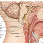 Detailed anatomical diagram showing the pathway and branches of the glossopharyngeal nerve (Cranial Nerve IX) in the human head and neck, including connections to the tongue, pharynx, and parotid gland.