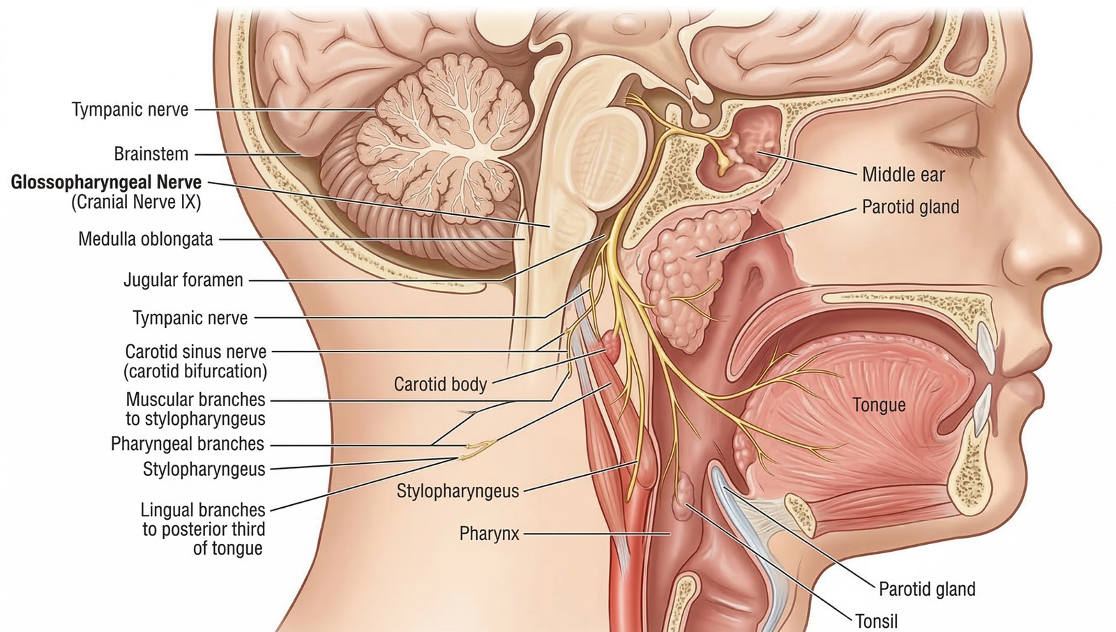 Detailed anatomical diagram showing the pathway and branches of the glossopharyngeal nerve (Cranial Nerve IX) in the human head and neck, including connections to the tongue, pharynx, and parotid gland.